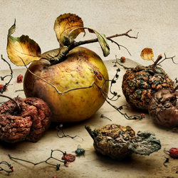 Bad Apples-Peter Lippmann-gold-still_life-8193