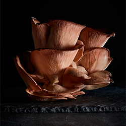 Fungi - Pink Oyster Mushroom-Hannah Caldwell-finalist-still_life-10719
