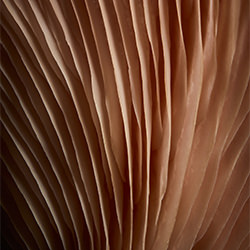 Fungi - Pink Oyster Mushroom Detail-Hannah Caldwell-bronze-still_life-10566