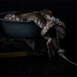 Octopus-Libby Volgyes-finalist-still_life-10796