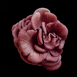 Oyster In Bloom-Sally Hulse-finalist-still_life-14193