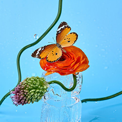 Delicate touch in a frozen dance-Anastasya Deriabina-finalist-still_life-16866