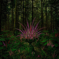 WOODS OF SCOTLAND-Dmitry Oskin-gold-still_life-16900