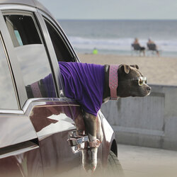 Dog Day Afternoon-Melinda Goodall-finalist-street-11678