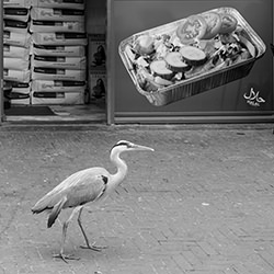 Watch where you walk-Isabella Robbeson-silver-street-17453