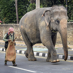 Man and elephant at Sauraha street-Laimute Kuriene-silver-street-17432