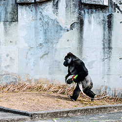 Working Gorilla-Mel Yukiina-bronze-street-17387