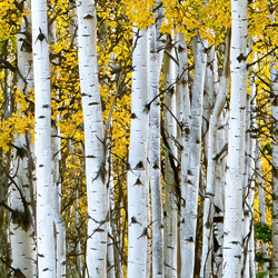 Sombras de otoño. Aspens, Wyoming, EE. UU.-Stue Rees-finalista-viaje-9109