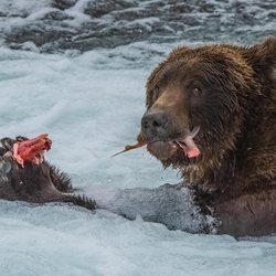Do not disturb me at lunch time. Grizzly Bear, Alaska-Stue Rees-bronze-travel-9066