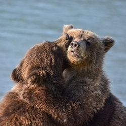 I still love you. Grizzly Bear Cubs. Alaska-Stue Rees-finalist-travel-9111