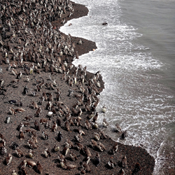 Migración de pingüinos de Magallanes, Argentina-Karen Safer-bronce-travel-9073