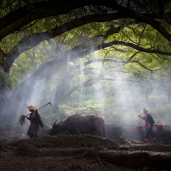 Under the Banyan Tree-Stephen King-finalist-travel-9089
