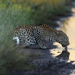 Thirsty Leopard-Christian Passeri-bronze-travel-12571