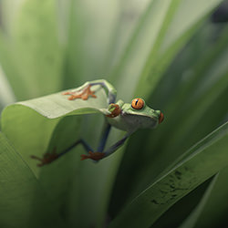 The hypnotic red-eyed leaf frog-Pablo Trilles Farrington-finalist-travel-12681
