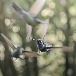 Hummingbirds dance-Pablo Trilles Farrington-finalist-travel-12682