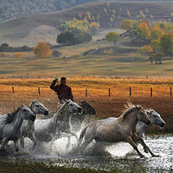 Inner Mongolia Horses-Thierry Bornier-finalist-travel-12658