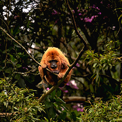 Bolota, la scimmia urlatrice-Luiz Paulo Grinberg-finalista-viaggio-12718