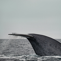 Majestätischer Blauwal unter grauem Himmel-Julio Lucas-finalist-travel-12659