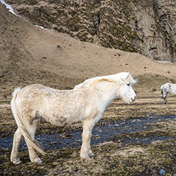 Horses of cold Iceland, 2023-Radek Von Hirschberg-finalist-travel-12683