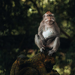 Lazy Monkey-William Rodriguez-finalist-travel-12745