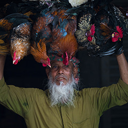 Cock seller-Azim Khan Ronnie-finalist-travel-12701