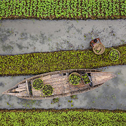 Floating vegetable farming-Azim Khan Ronnie-finalist-travel-12705