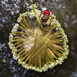 Harvesting waterlily-Azim Khan Ronnie-finalist-travel-12707