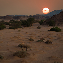 Elephants-Luis Alberto Martinez-silver-travel-15005