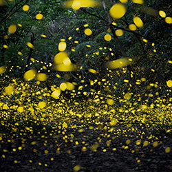 Symphony Of Fireflles-Hidekazu Nagai-bronze-travel-17478