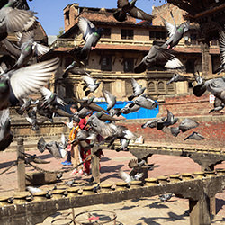 Pigeons in Kathmandu-Laimute Kuriene-finalist-travel-17503