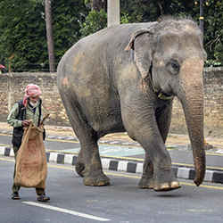 Man and elephant at Sauraha street-Laimute Kuriene-bronze-travel-17471