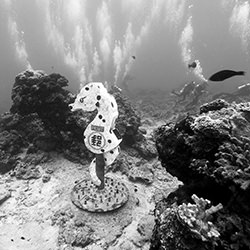 Green Island Underwater Postbox-Clarence Lin-bronze-travel-17461
