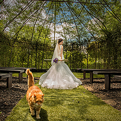The cat-Kent Teo Guo Keng-finalist-wedding-191