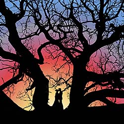 El arbol de la vida-Roberto Vega-silver-wedding-337
