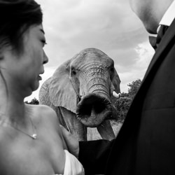 Un beso de elefantes-Daniel West-boda-de-bronce-1781