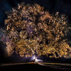 The lit up tree-Gabriel Scharis-silver-wedding-5007