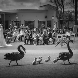 Our Future-Alvin Au-bronze-wedding-15352
