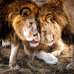 Familia de leones-Andrey Lobodin-finalista-vida silvestre-5749