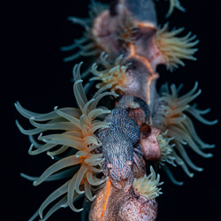Leopard anemone shrimp (Izucaris masudai).-Nicholas Samaras-finalist-wildlife-5720