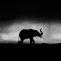 Elephant in the storm-Xavier Ortega-bronze-wildlife-5705
