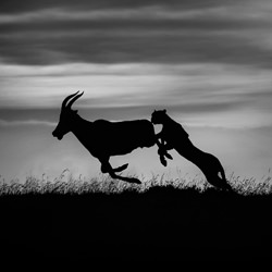 Hunting at dusk-Xavier Ortega-silver-wildlife-5836