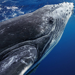 The Sea is watching you-Rintaro Ukon-finalist-wildlife-5735