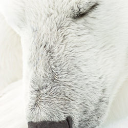 Sleepy-Karin De Winter-finalist-wildlife-5729