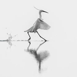 Dancing on the water-Mauro Rossi-silver-wildlife-5838
