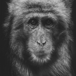 Portrait of japanese macaque-Magdalna Glogowska-finalist-wildlife-5792