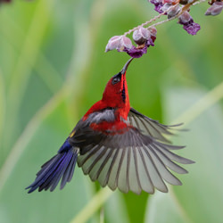 crimson sunbird-Ted Ng-finalist-wildlife-5794