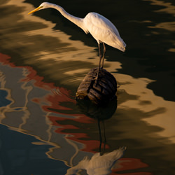 pintura de aves y acuarela- 文 森特 Yu-finalista-vida silvestre-5799