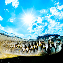 saltwater crocodile-Yung-sen Wu-bronze-wildlife-5717