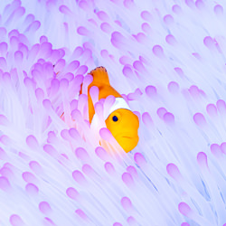 anemonefish-Yung-sen Wu-gold-wildlife-5818