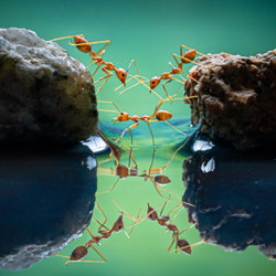 Ants Crossing-Chin Leong Teo-bronze-wildlife-5687